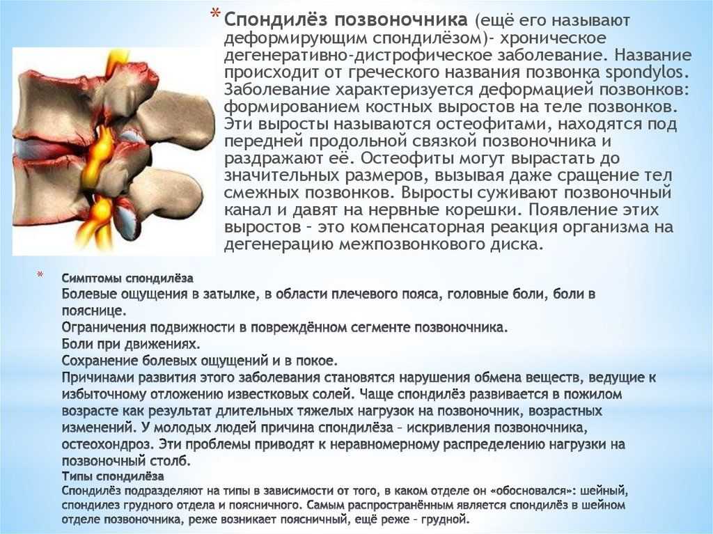 Признаки дископатии у собак и лечение