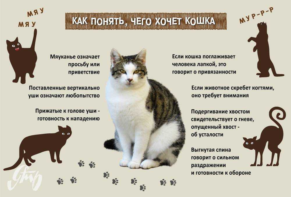 Почему кот после кастрации хочет кошку: причины, чем помочь питомцу