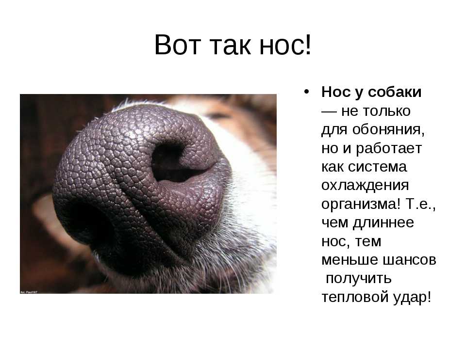 Почему у кошки сухой нос