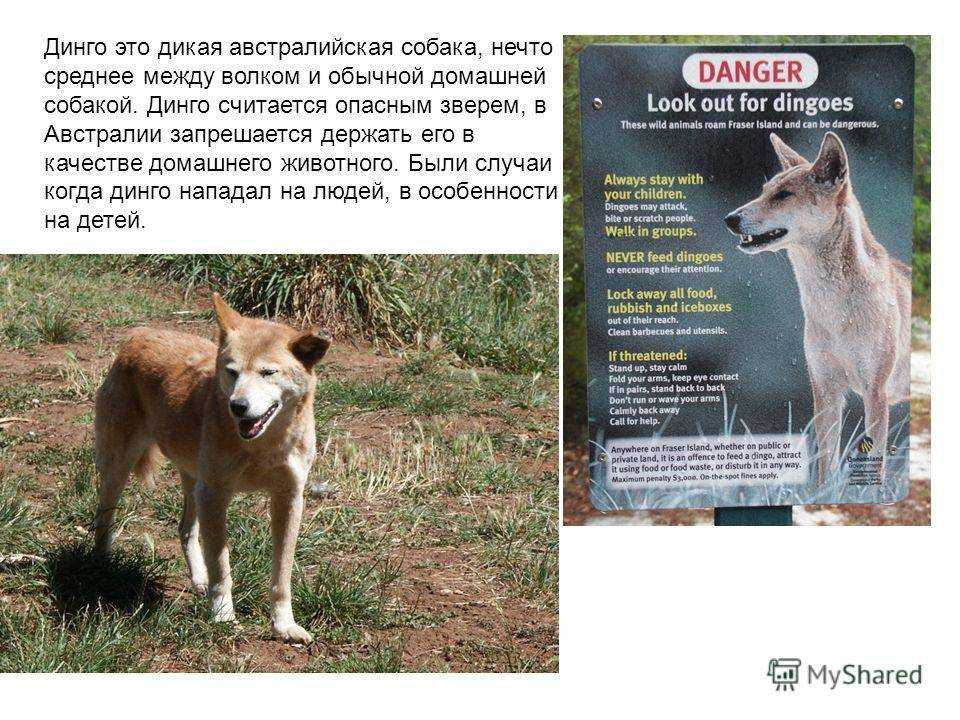 Дикие собаки динго (лат. canis lupus dingo), фотографии динго