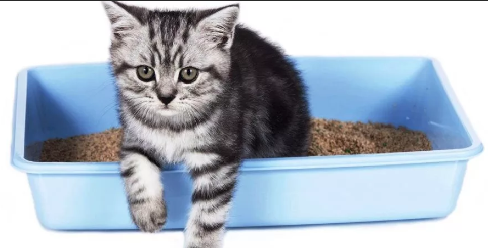 Что делать если у котенка запор