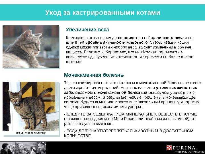 Уход за кошкой после стерилизации по дням: шов, что можно, что нельзя