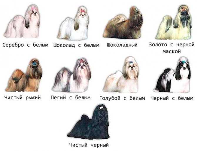 Содержание ши-тцу: чем кормить щенка, как ухаживать, роды и воспитание ши-тцу