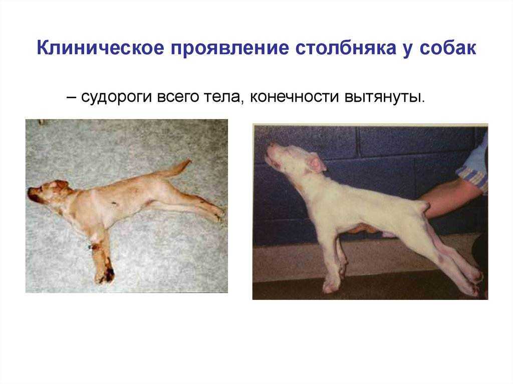 Как понять что собака в коме. кома у собак — причины и симптомы патологии