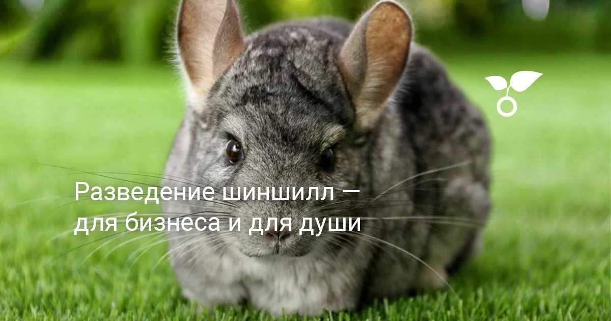 Что делать и как подружить двух котов в одной квартире
