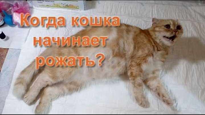 Роды у кошки: признаки, подготовка, уход после родов