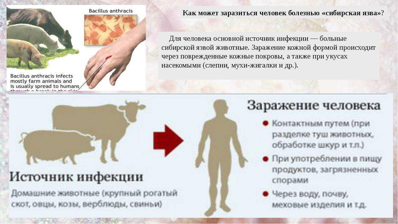 Бруцеллез у собак и кошек: причины, симптоматика, диагностика и лечение
