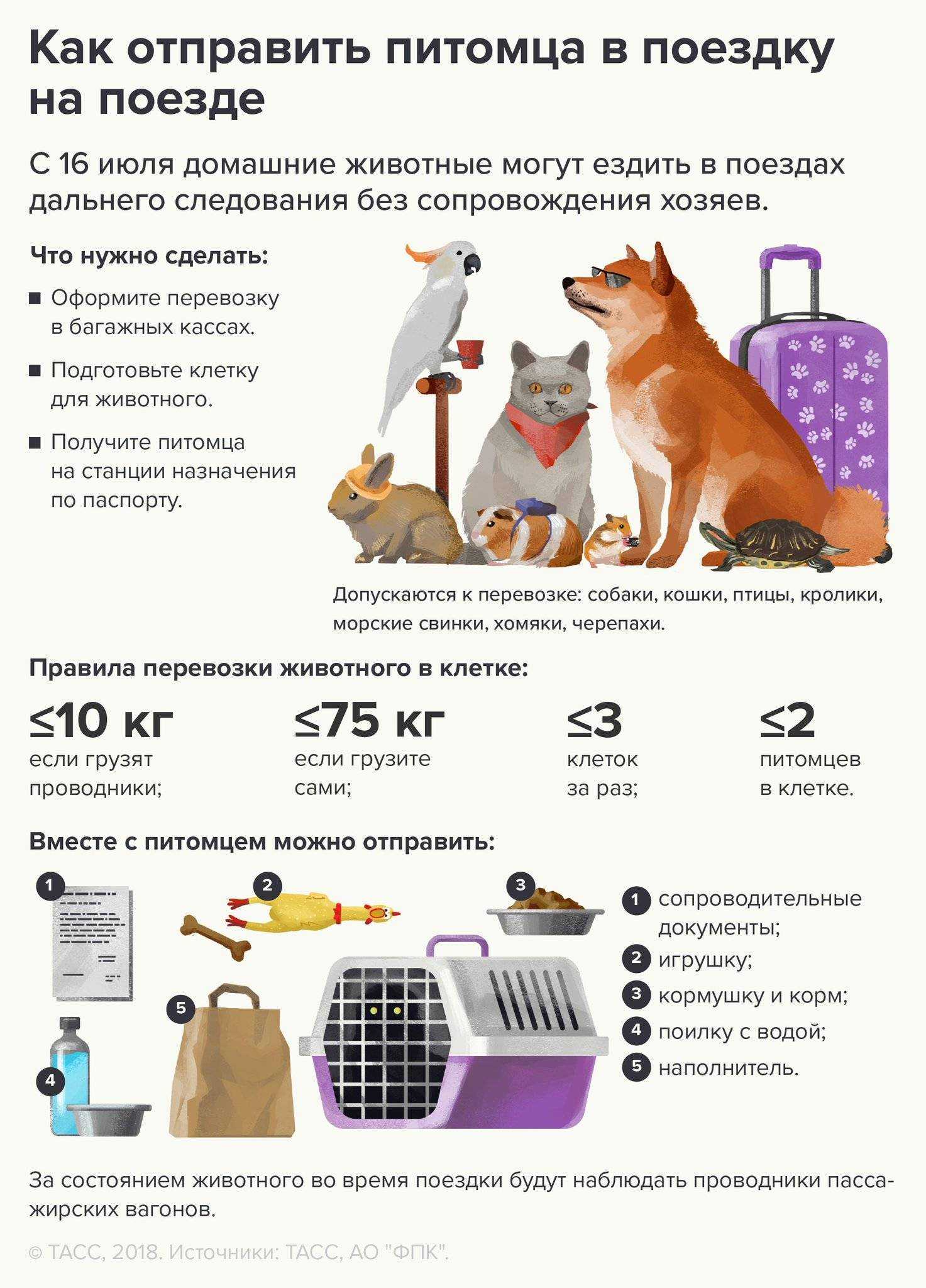 Перевозка домашних животных в поезде
