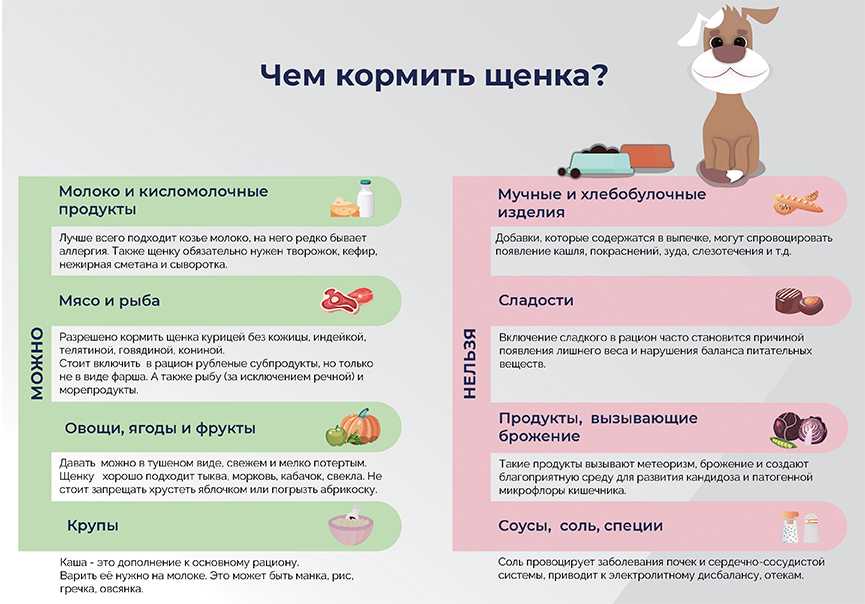 Что нужно знать о кормлении мопса?