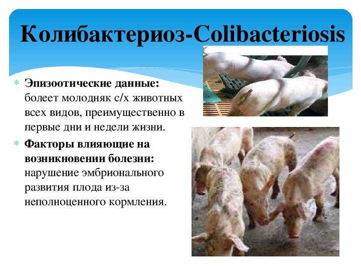 Инфекция e. coli у собак - инфекция e. coli у собак | уход за собаками 2023