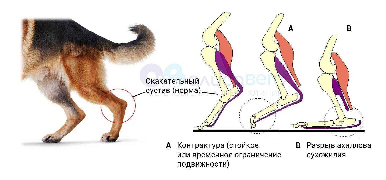 Вирусный лейкоз у кошек это не приговор — приют для кошек в печатниках