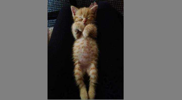 Может ли кошка родить не всех котят сразу?