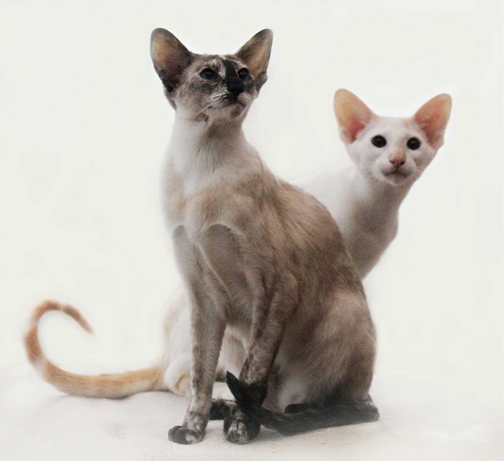Сейшельская фото описание кошки
