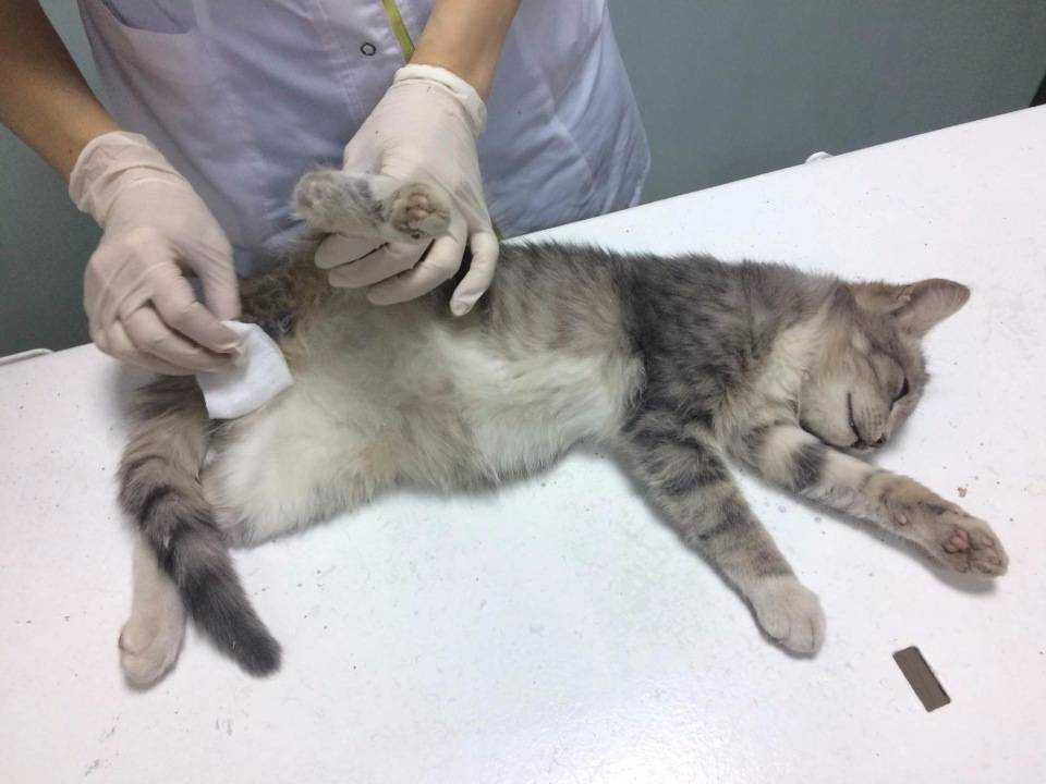 В каком возрасте кастрируют котов