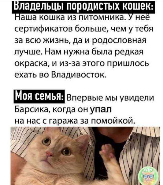 Стерилизованная кошка просит кота: почему после стерилизации питомица орет, что делать?