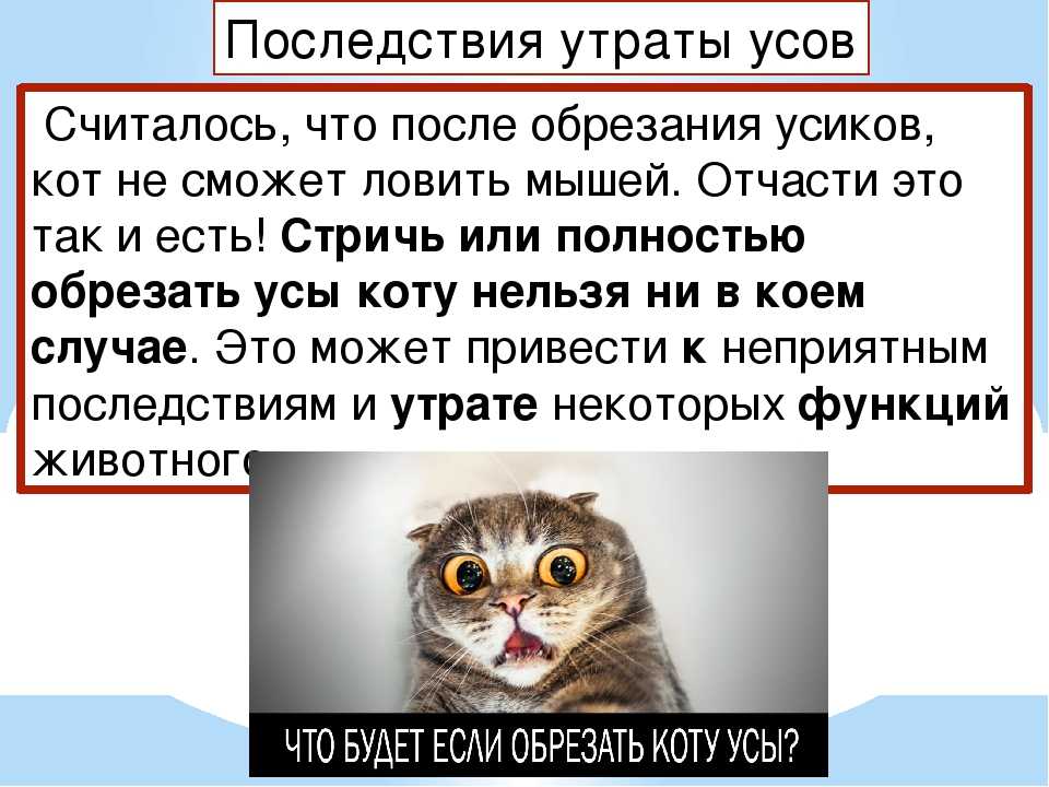 Почему у кота выпадают усы, что делать: причины выпадения вибрисс у кошек