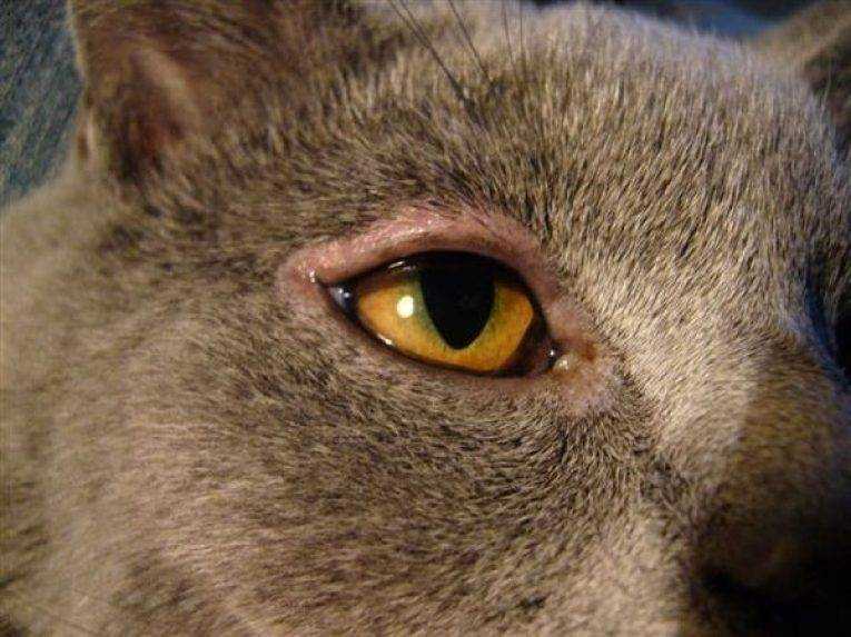 Конъюнктивит у кошек: классификация, симптомы каждого вида, лечение