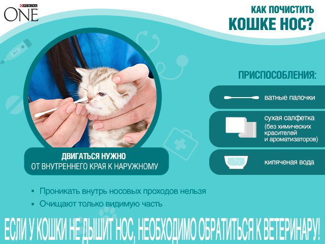 Кот чихает и у него текут сопли, слезятся глаза: что делать, чем лечить в домашних условиях