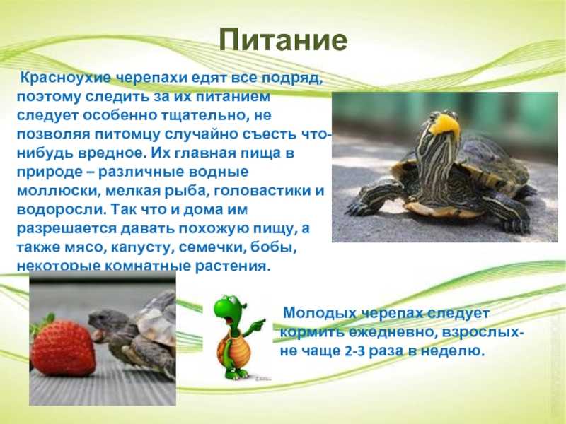 Чем кормить красноухую черепаху