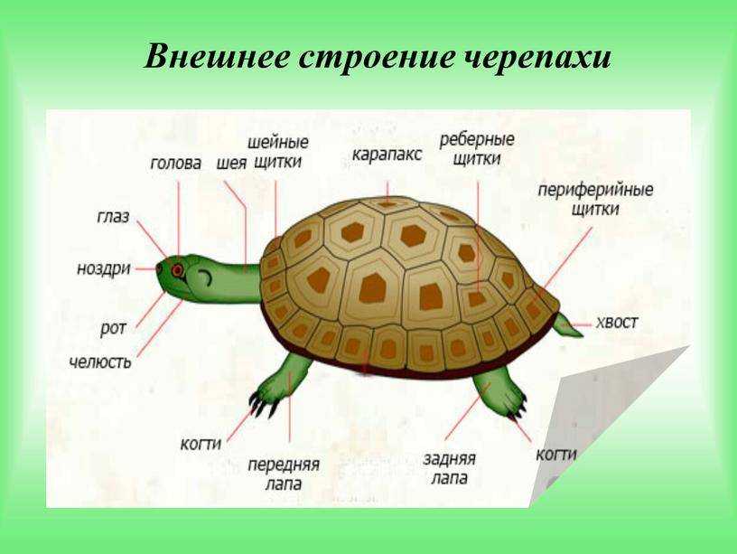 Красноухая черепаха: описание, где обитает, чем питается
