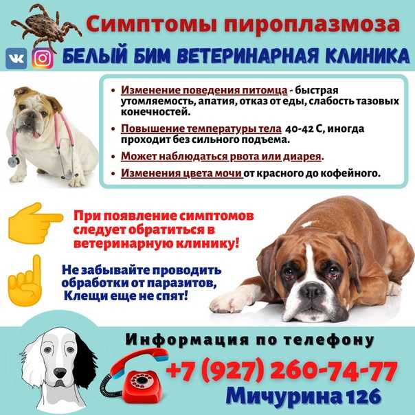 Пироплазмоз у собак