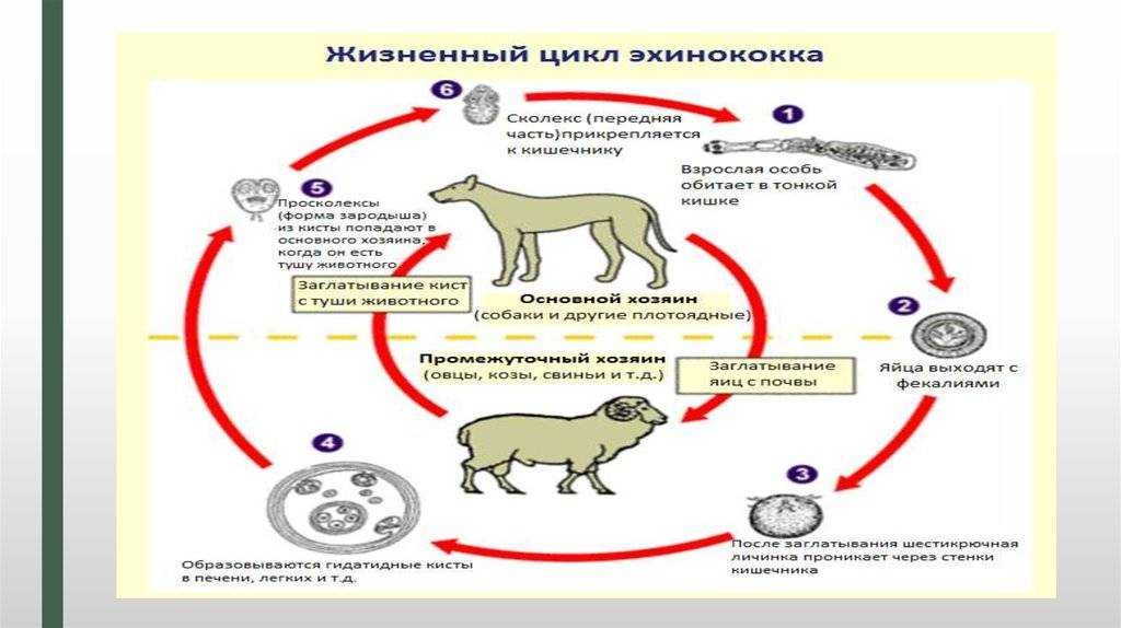 Глисты у собак: лечение и симптомы