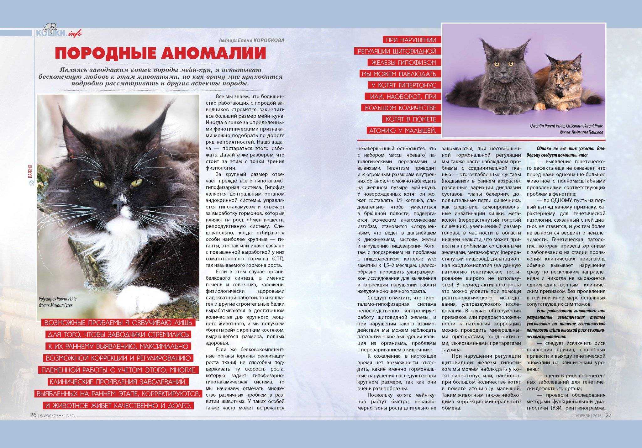 Как кормить котенка породы мейн-кун