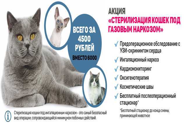 Кастрация котов: как это происходит, современные методы, техника операции - animallist.ru