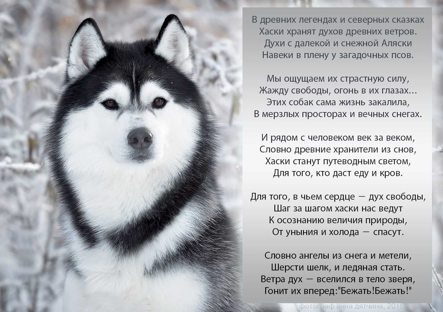 Сибирский хаски: история, отличия от маламута, характер, уход. фото