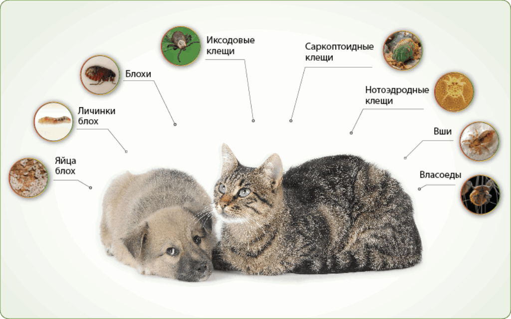Кот не ест и не пьёт: тревожные симптомы, которые должны насторожить