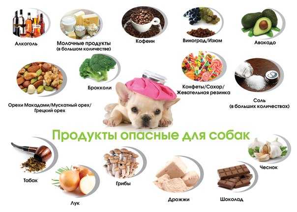 Сколько ест шпиц – кормление шпица?