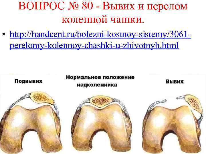 Вывих коленной чашечки у животных