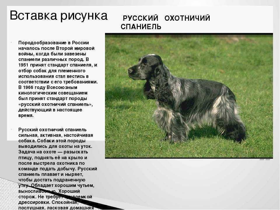 Суссекс-спаниель: характеристики породы собаки, фото, характер, правила ухода и содержания