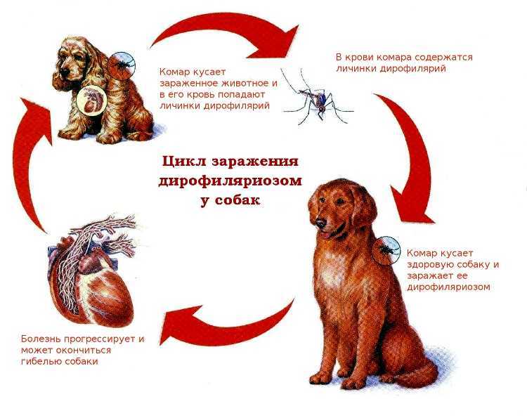 Признаки глистов у собак: как вывеси гельминтов - prosobak.net