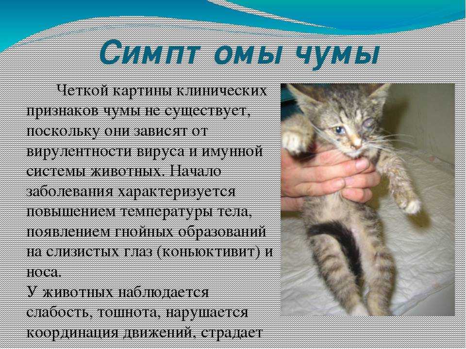 Агрессия у кошки – причины и способы устранения