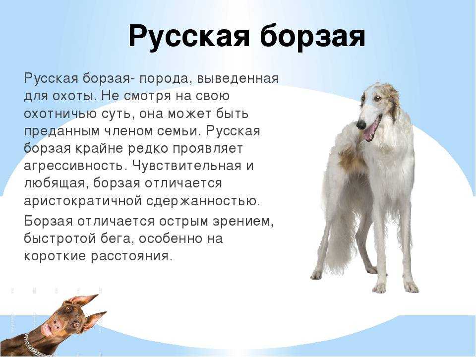 Венгерские породы собак - 9 самых известных пород