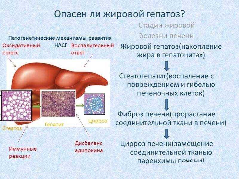 Гепатоз у собак: обзор заболевания