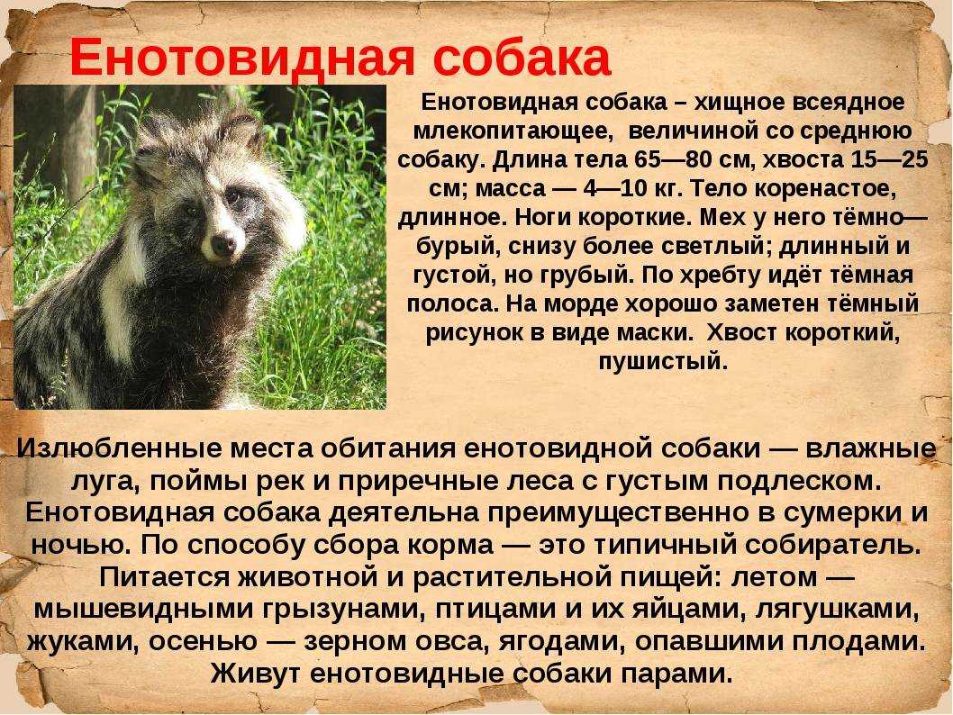Енотовидная собака: фото и описание, отличие от енота, содержание в домашних условиях, чем питается и где обитает