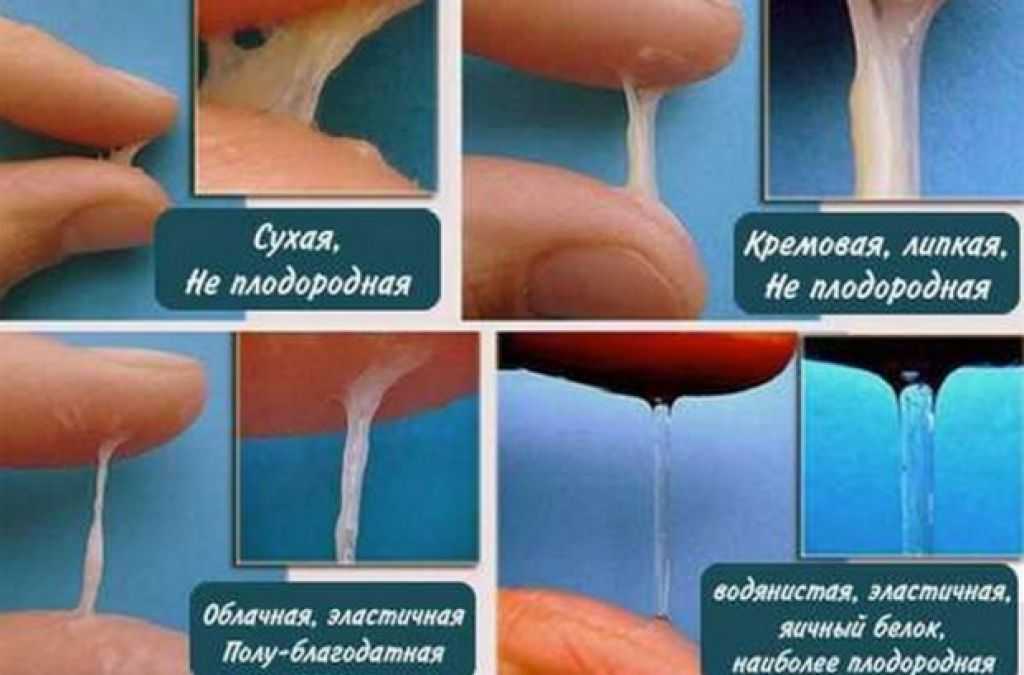 Выделения из петли у беременной собаки: основные причины и последствия