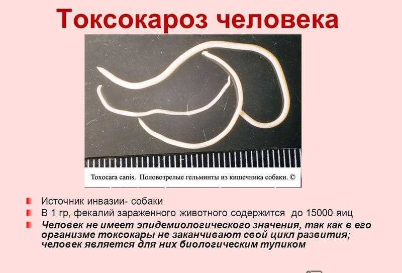Токсокароз у кошек: симптомы и лечение, профилактика