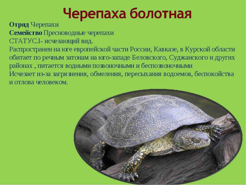 Виды черепах. описание, особенности, названия и фото видов черепах