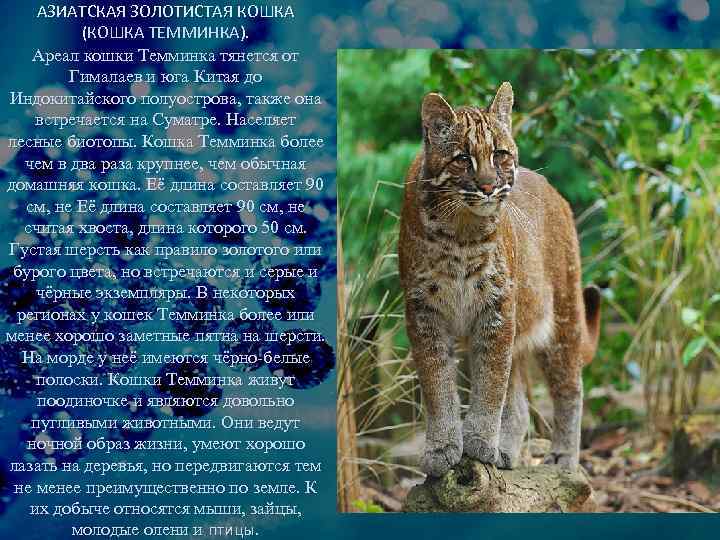 Самые опасные кошки в мире - oozoo.ru