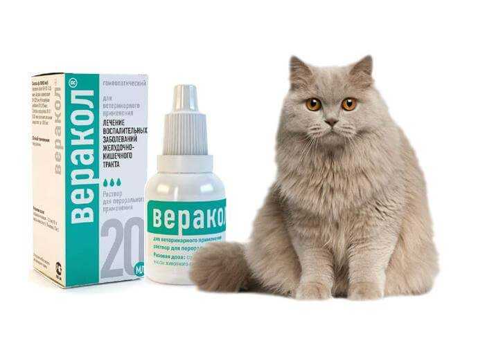 У котенка белый стул: причины появления у кошки светлого кала – серого, желтого