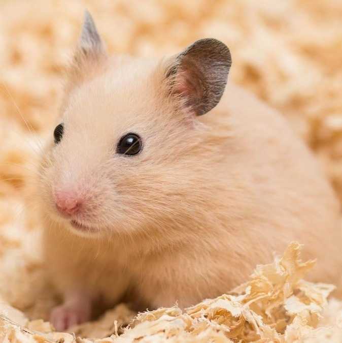 Какие крупы можно хомякам?