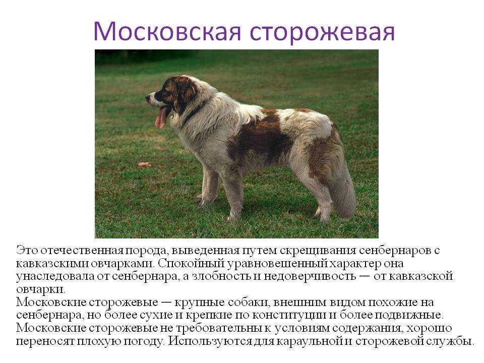 53 вида овчарок + фото