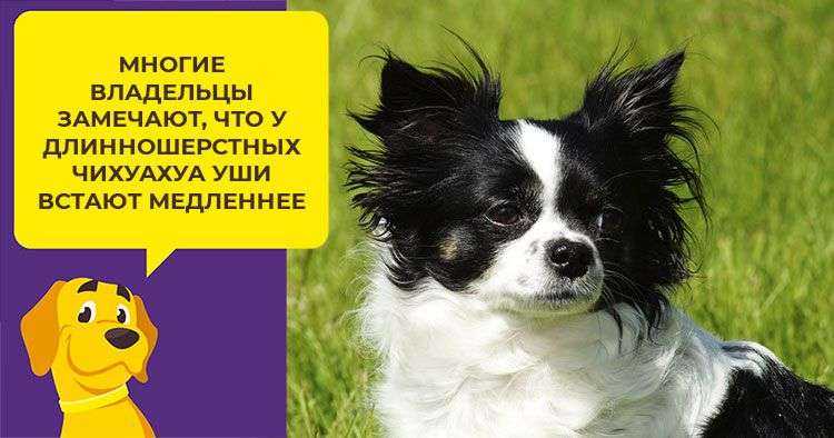 В каком возрасте у чихуахуа встают уши: описание особенности и методы постановки