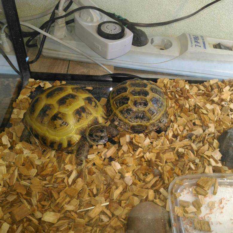 Что едят черепахи в домашних условиях