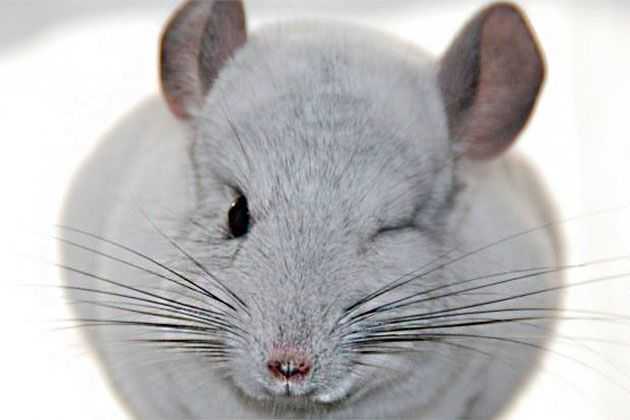Болезни декоративных крыс: симптомы заболеваний и лечение