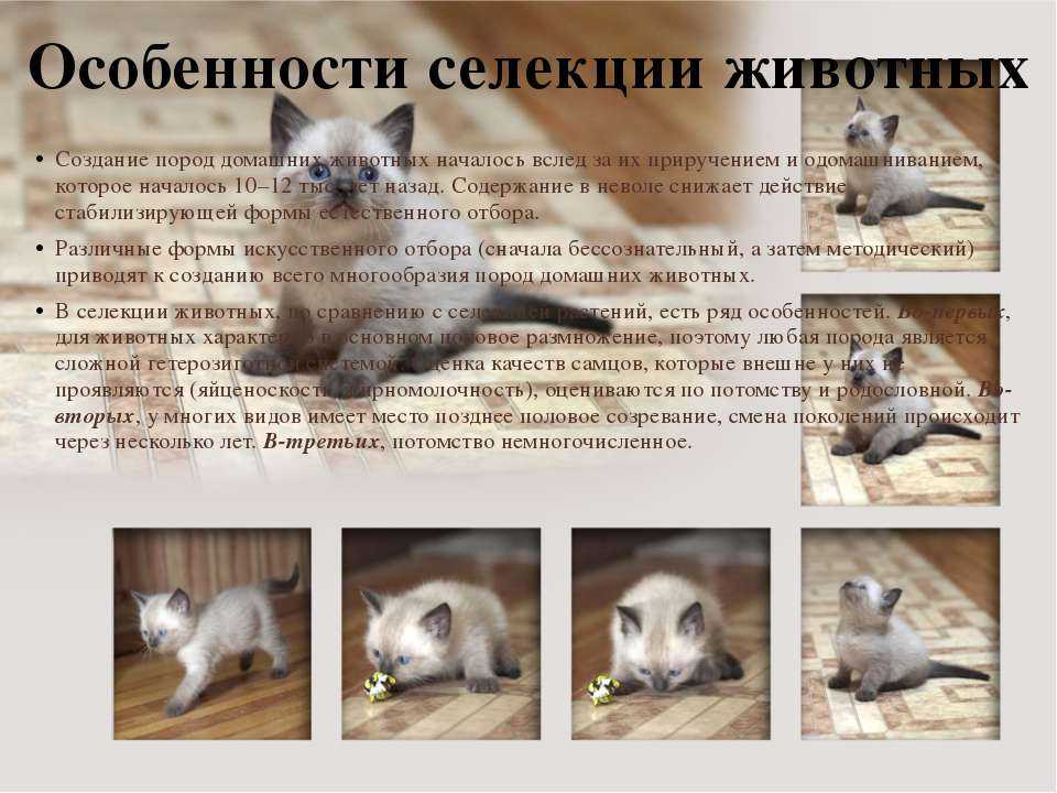 Как приучить кошку к домику
