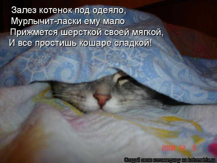 Почему беременная кошка лезет под одеяло